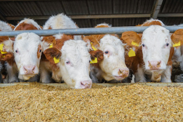 Bulk silo IBC's for animal feeds from Francis Ward.